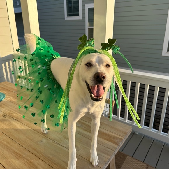 Meet your Posher, Taylor - Picture 4 of 5